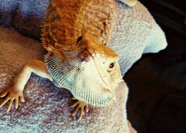 ﾄﾞｯｸﾞ は虫類専門のお店に行きました 河原アイペットワールド専門学校