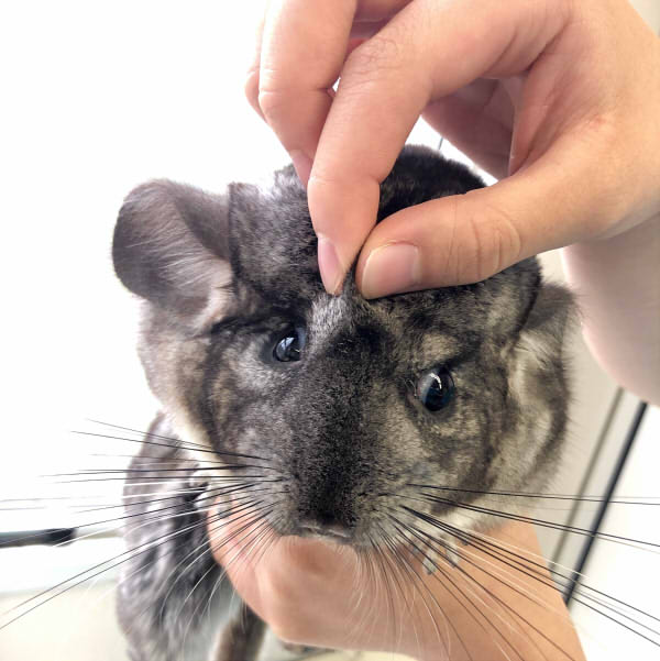 ﾄﾘﾏｰ ぶちゃかわ ふわりちゃん 河原アイペットワールド専門学校