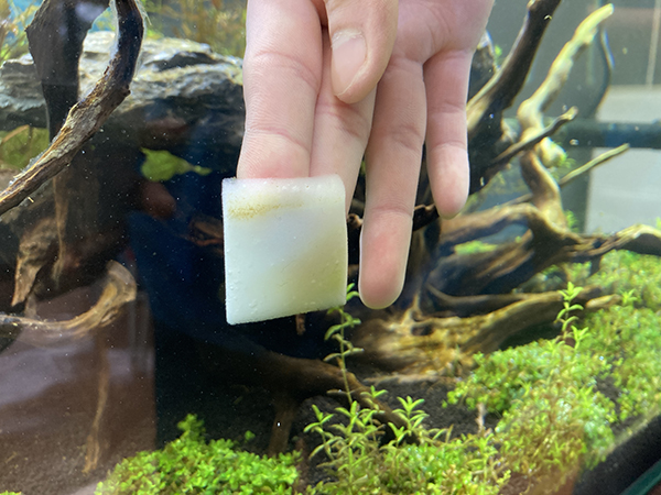 ﾍﾟｯﾄ総合 水槽のお掃除 河原アイペットワールド専門学校