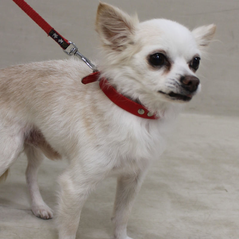 かかりやすい犬の病気 犬種別 河原アイペットワールド専門学校