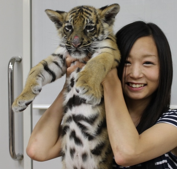 6月21日 土 しろとり動物園から赤ちゃんトラがやってきましたv W ィェィ 河原アイペットワールド専門学校